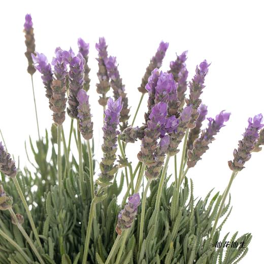 配花 ｜ 薰衣草 商品图8
