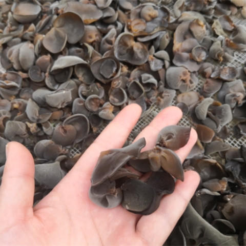 长白山椴树碗耳 通过有机认证（野生采集） 不用硫磺熏，无添加 商品图2