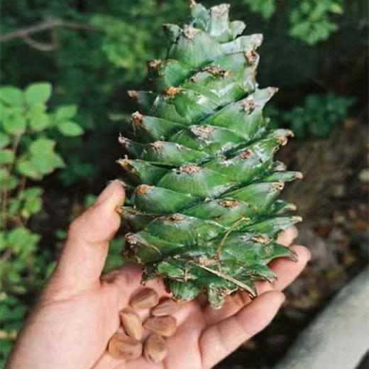 长白山野生松子 松子仁 榛子仁 松子通过有机认证（野生采集认证） 商品图8