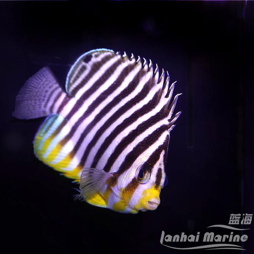 十一间仙 商品图4