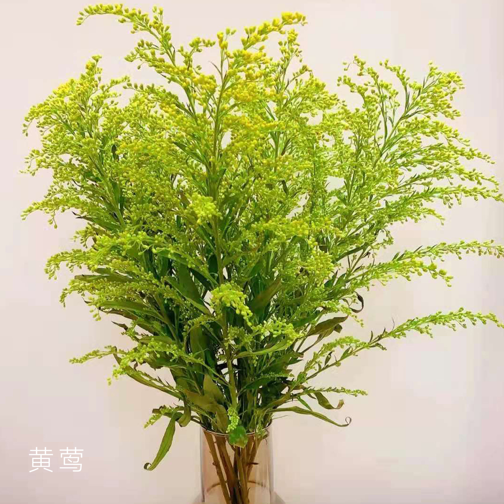 黄莺 20支/扎 以实物为准 云南基地发货（价格已包含包装费用） 运费以实际为准，多退少补。）