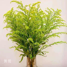 黄莺 20支/扎 以实物为准 云南基地发货（价格已包含包装费用） 运费以实际为准，多退少补。）