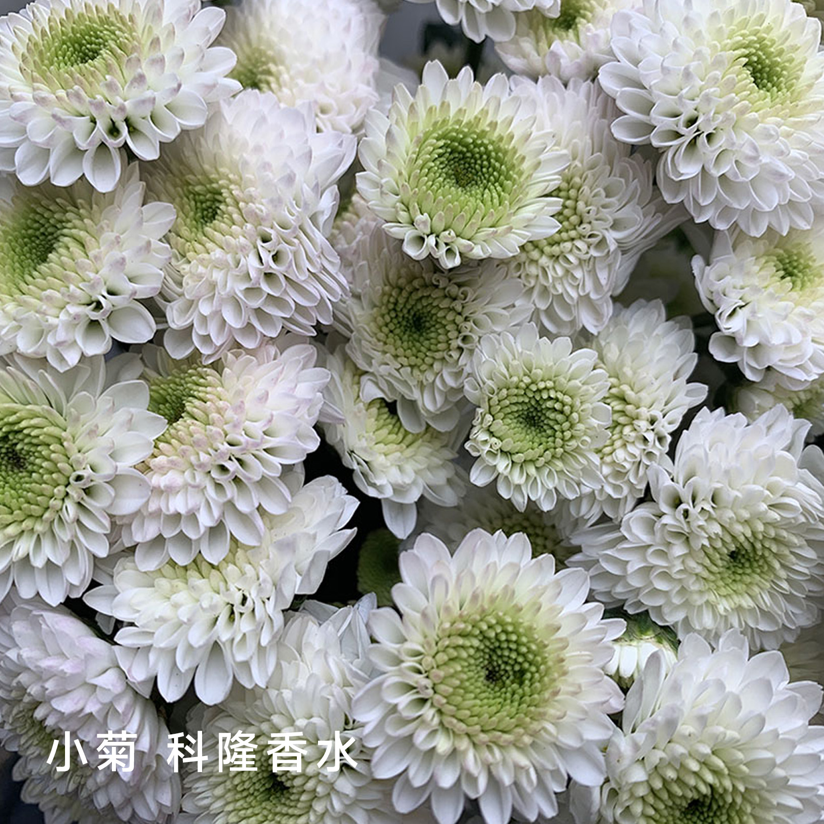小菊 科隆香水 10支/扎 颜色深浅略有差异 以实物为准 云南基地发货（价格已包含包装费用） 运费以实际为准，多退少补。