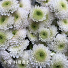 小菊 科隆香水 10支/扎 颜色深浅略有差异 以实物为准 云南基地发货（价格已包含包装费用） 运费以实际为准，多退少补。 商品缩略图0