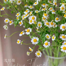 洋甘菊 5-8支/扎 以实物为准 云南基地发货（价格已包含包装费用）
） 运费以实际为准，多退少补。