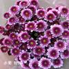 小菊 粉妍 10支/扎 颜色深浅略有差异 以实物为准 云南基地发货（价格已包含包装费用） 运费以实际为准，多退少补。 商品缩略图0
