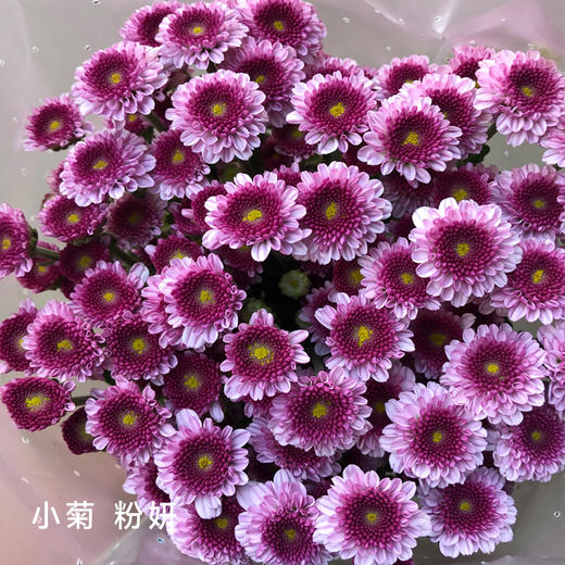 小菊 粉妍 10支/扎 颜色深浅略有差异 以实物为准 云南基地发货（价格已包含包装费用） 运费以实际为准，多退少补。 商品图0