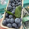 枝冠带枝蓝莓（250g） 商品缩略图1