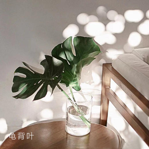 龟背叶 10支/扎 颜色深浅略有差异 以实物为准 云南基地发货 （价格已包含包装费用） 运费以实际为准，多退少补。 商品图0