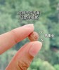 【618会员提前购】汤臣倍健葡萄籽维生素C加E胶囊 花青素抗氧化（410mg*30片/瓶） 商品缩略图5