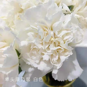 单头康乃馨 白色 20支/扎 颜色深浅略有差异 以实物为准 云南基地发货 （价格已包含包装费用） 运费以实际为准，多退少补。