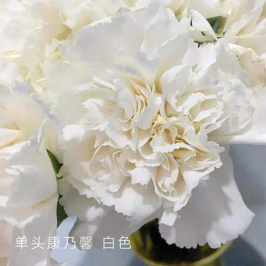 单头康乃馨 白色 20支/扎 颜色深浅略有差异 以实物为准 云南基地发货 （价格已包含包装费用） 运费以实际为准，多退少补。 商品图0