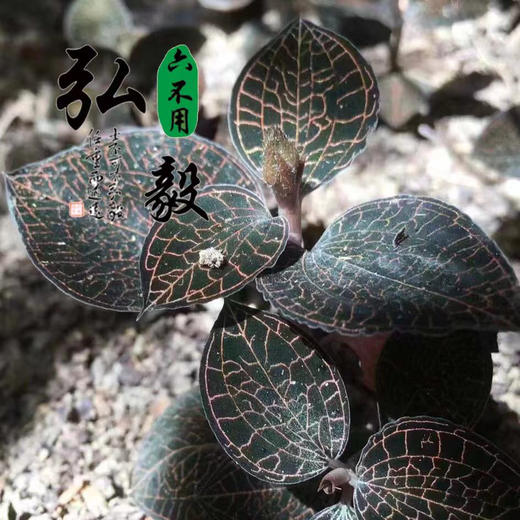 【弘毅六不用生态农场】六不用金线莲（干品）生态林下落地野化栽培 商品图4