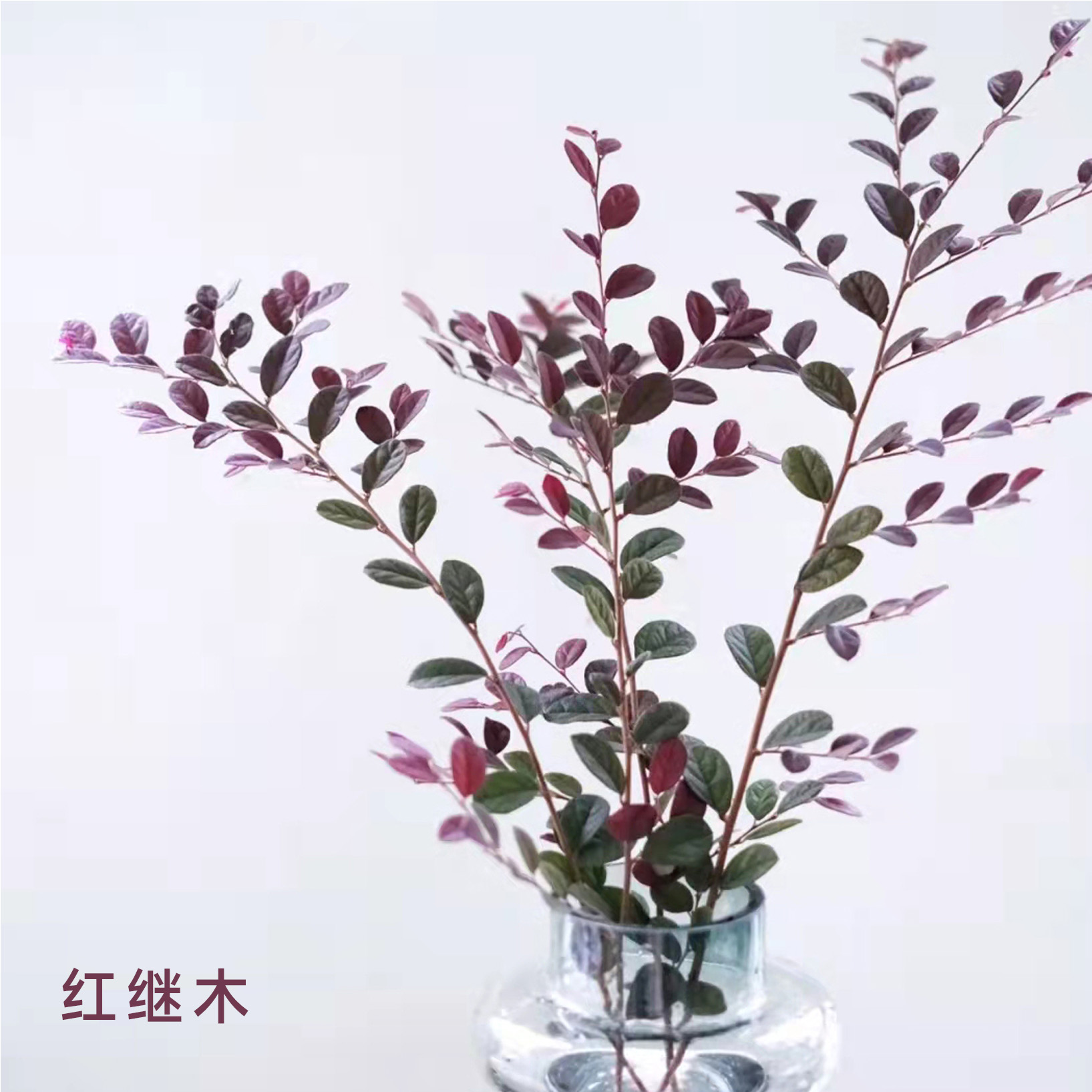 红继木 若干支/扎 颜色深浅略有差异 以实物为准 云南基地发货（价格已包含包装费用） 运费以实际为准，多退少补。