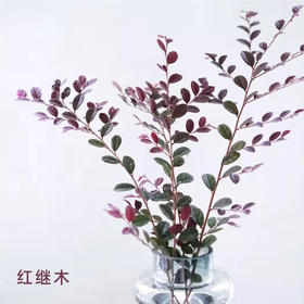 红继木 若干支/扎 颜色深浅略有差异 以实物为准 云南基地发货（价格已包含包装费用） 运费以实际为准，多退少补。
