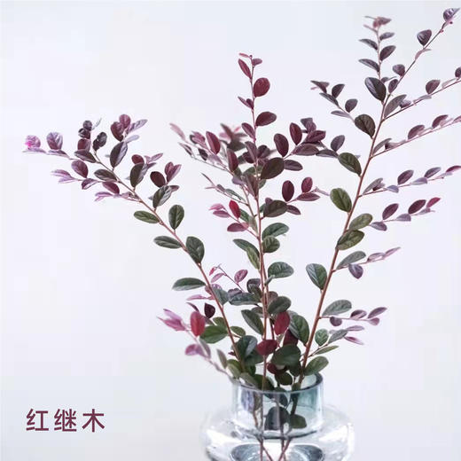 红继木 若干支/扎 颜色深浅略有差异 以实物为准 云南基地发货（价格已包含包装费用） 运费以实际为准，多退少补。 商品图0