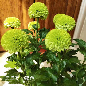 乒乓菊 绿色 10支/扎 颜色深浅略有差异 以实物为准 云南基地发货（价格已包含包装费用） 运费以实际为准，多退少补。
