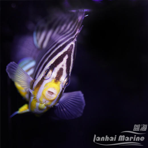 十一间仙 商品图3