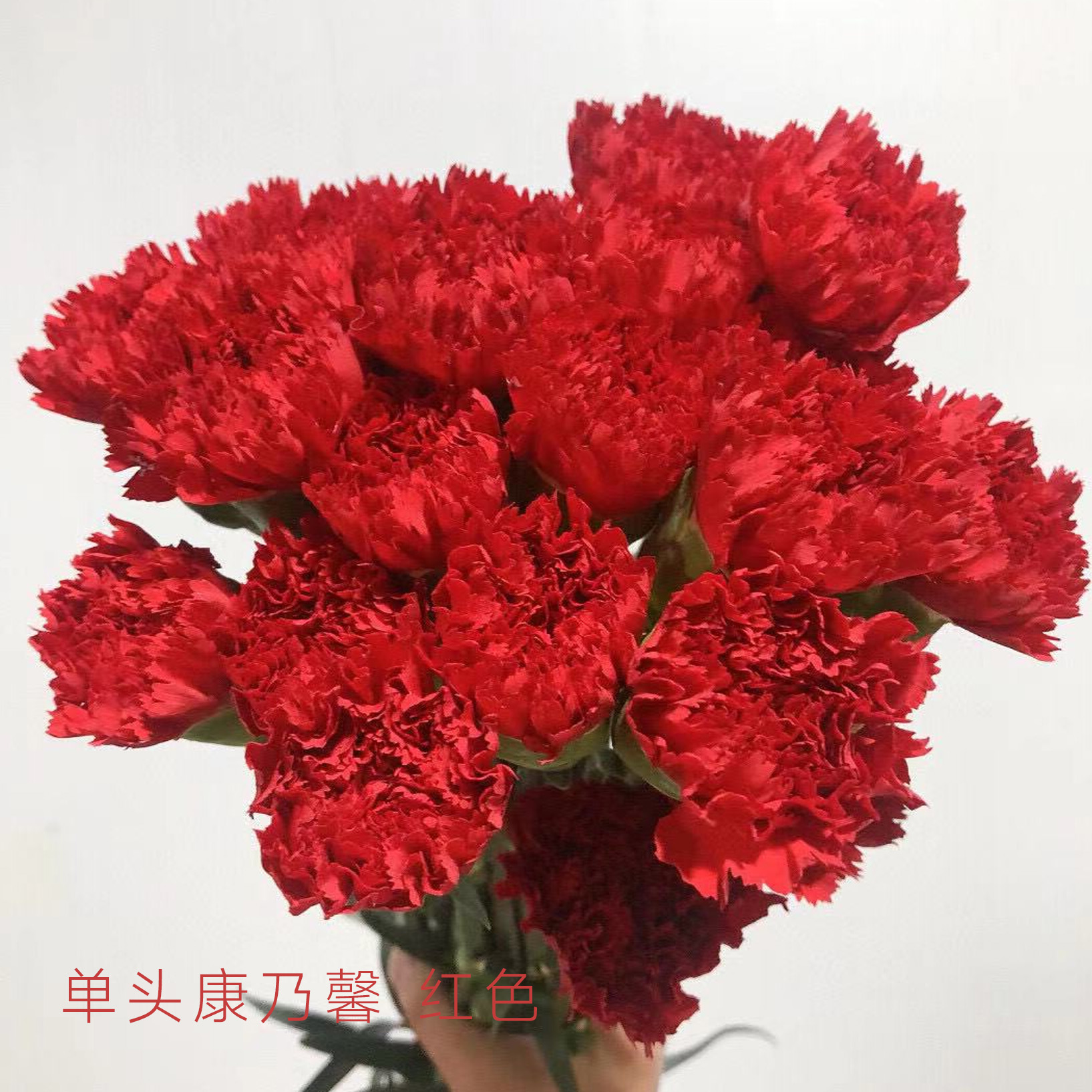 单头康乃馨 红色 红色 20支/扎 颜色深浅略有差异 以实物为准 云南基地发货 （价格已包含包装费用） 运费以实际为准，多退少补。