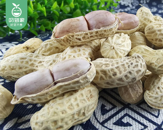 姥家来小白砂原味水煮花生（约1kg/袋）生产日期: 2月 商品图2