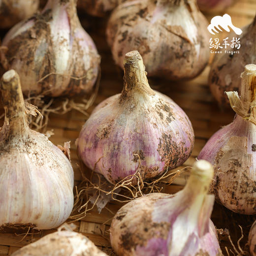 生态鲜大蒜（紫皮，老品种）| 合作生产*Ecological garlic| Coproducted 商品图3