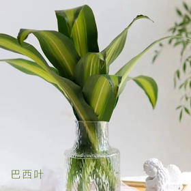 巴西叶 10支/扎 颜色深浅略有差异 以实物为准 云南基地发货 （价格已包含包装费用） 运费以实际为准，多退少补。