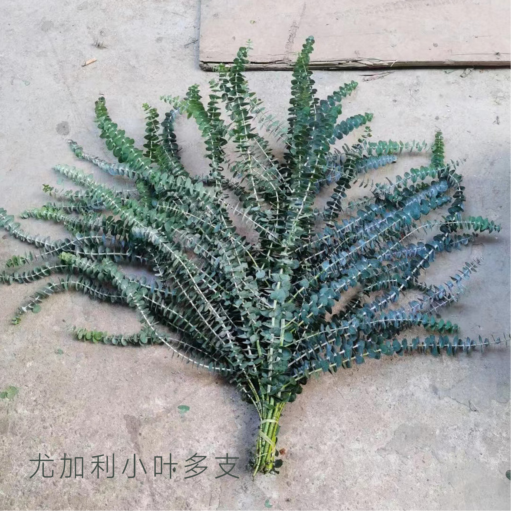 尤加利叶  小叶多支  若干支/扎 颜色深浅略有差异 以实物为准 云南基地发货（价格已包含包装费用） 运费以实际为准，多退少补。