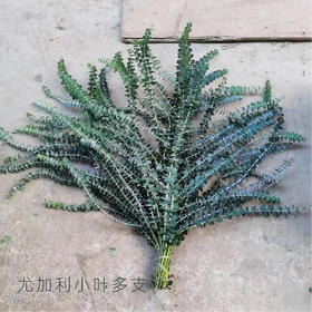 尤加利叶  小叶多支  若干支/扎 颜色深浅略有差异 以实物为准 云南基地发货（价格已包含包装费用） 运费以实际为准，多退少补。