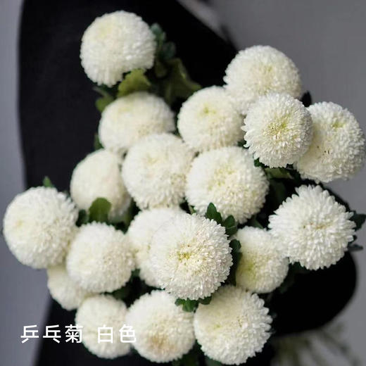 乒乓菊 白色 10支/扎 颜色深浅略有差异 以实物为准 云南基地发货（价格已包含包装费用） 运费以实际为准，多退少补。 商品图0