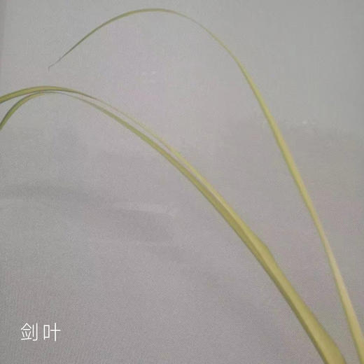 剑叶 10支/扎 颜色深浅略有差异 以实物为准 云南基地发货 （价格已包含包装费用） 运费以实际为准，多退少补。 商品图0