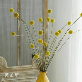 黄金球  20支/扎 以实物为准 云南基地发货（价格已包含包装费用） 运费以实际为准，多退少补。）