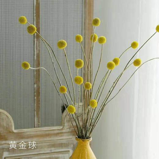 黄金球  20支/扎 以实物为准 云南基地发货（价格已包含包装费用） 运费以实际为准，多退少补。） 商品图0