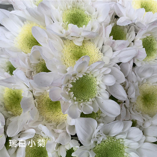 小菊  瑞白 10支/扎 颜色深浅略有差异 以实物为准 云南基地发货（价格已包含包装费用） 运费以实际为准，多退少补。 商品图0
