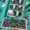 枝冠带枝蓝莓（250g） 商品缩略图0