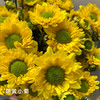 小菊  金星 10支/扎 颜色深浅略有差异 以实物为准 云南基地发货（价格已包含包装费用） 运费以实际为准，多退少补。 商品缩略图0