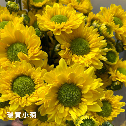 小菊  金星 10支/扎 颜色深浅略有差异 以实物为准 云南基地发货（价格已包含包装费用） 运费以实际为准，多退少补。 商品图0
