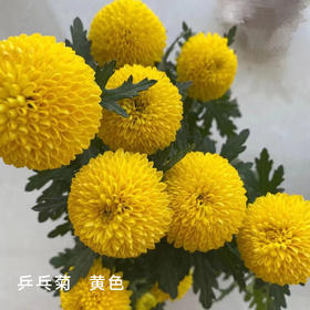 乒乓菊 黄色 10支/扎 颜色深浅略有差异 以实物为准 云南基地发货（价格已包含包装费用） 运费以实际为准，多退少补。