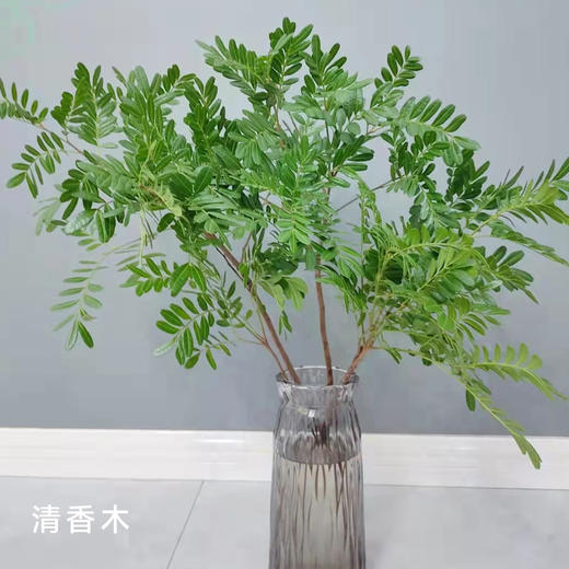 清香木 若干支/扎 颜色深浅略有差异 以实物为准 云南基地发货（价格已包含包装费用） 运费以实际为准，多退少补。 商品图0