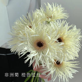 【非洲菊】白拉丝 20支/扎 颜色深浅略有差异 以实物为准 云南基地发货（价格已包含包装费用） 运费以实际为准，多退少补。