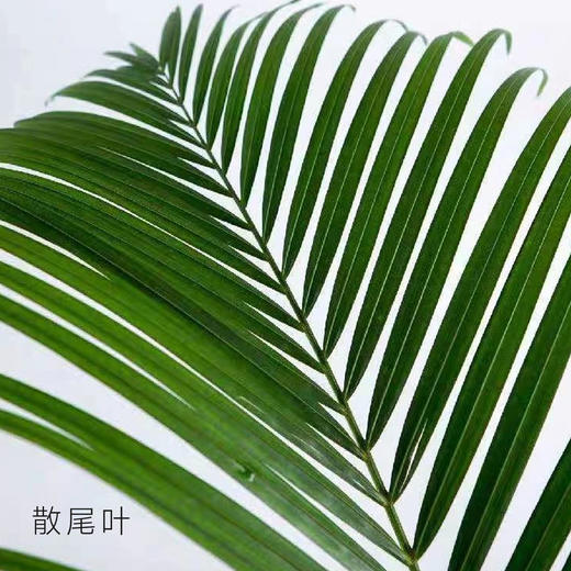 散尾叶 10支/扎 颜色深浅略有差异 以实物为准 云南基地发货 （价格已包含包装费用） 运费以实际为准，多退少补。 商品图0