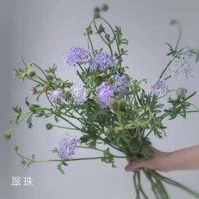 翠珠 若干支/扎 以实物为准 云南基地发货（价格已包含包装费用） 运费以实际为准，多退少补。