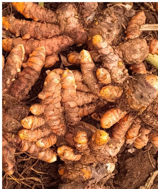 【福建】有机种植新鲜姜黄  每周现挖 带泥未清洗 2.5kg 商品图0