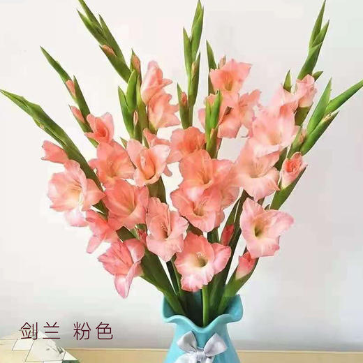 剑兰 粉色 10支/扎 以实物为准 云南基地发货（价格已包含包装费用） 运费以实际为准，多退少补。） 商品图0