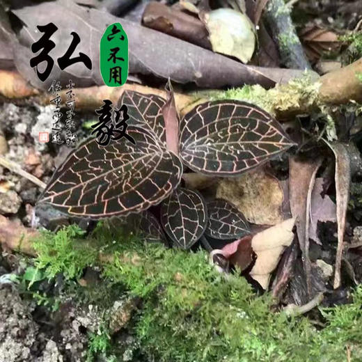 【弘毅六不用生态农场】六不用金线莲（干品）生态林下落地野化栽培 商品图2