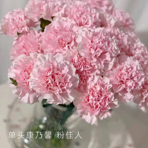 单头康乃馨 粉佳人 粉色 20支/扎 颜色深浅略有差异 以实物为准 云南基地发货 （价格已包含包装费用） 运费以实际为准，多退少补。 商品图0