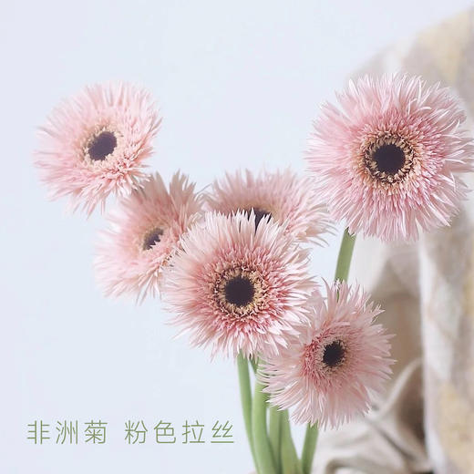 【非洲菊】粉色拉丝 20支/扎 颜色深浅略有差异 以实物为准 云南基地发货（价格已包含包装费用） 运费以实际为准，多退少补。 商品图0