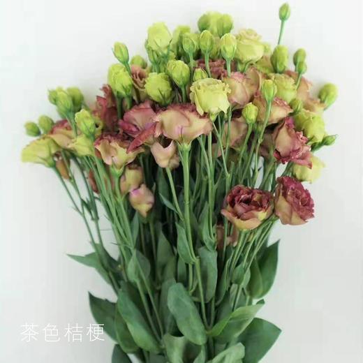 【佳海花业】洋桔梗  茶色桔梗 四合一（700-800g） 颜色深浅略有差异 以实物为准 云南基地发货（价格已包含包装费用） 运费以实际为准，多退少补。 商品图0