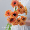 【非洲菊】橙色拉丝 20支/扎 颜色深浅略有差异 以实物为准 云南基地发货（价格已包含包装费用） 运费以实际为准，多退少补。 商品缩略图0