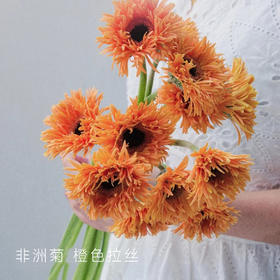 【非洲菊】橙色拉丝 20支/扎 颜色深浅略有差异 以实物为准 云南基地发货（价格已包含包装费用） 运费以实际为准，多退少补。