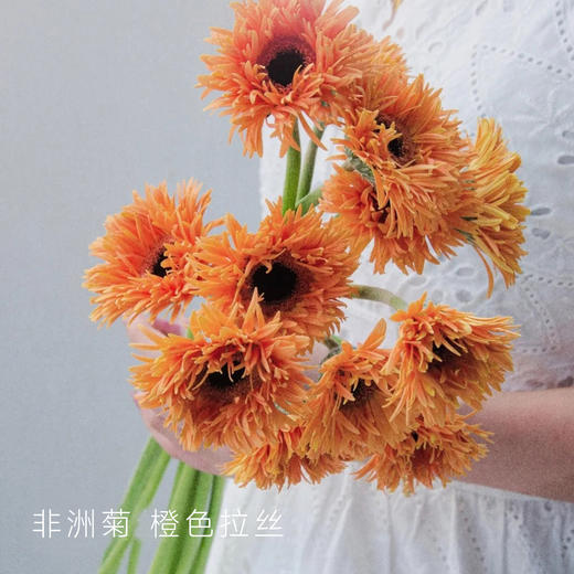 【非洲菊】橙色拉丝 20支/扎 颜色深浅略有差异 以实物为准 云南基地发货（价格已包含包装费用） 运费以实际为准，多退少补。 商品图0